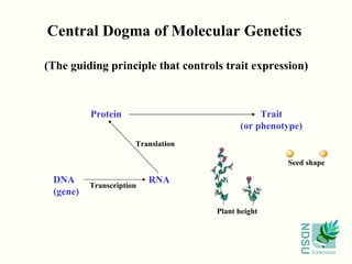 Central Dogma of Molecular Genetics (The guiding principle that controls trait expression) DNA (gene) RNA Protein Trait (or phenotype) Transcription Translation Plant height Seed shape 