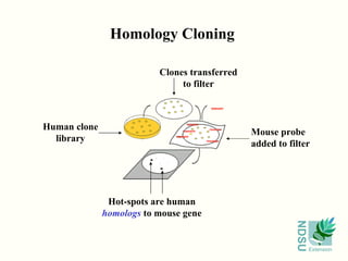 Homology Cloning Human clone library Clones transferred to filter Mouse probe added to filter Hot-spots are human homologs  to mouse gene 
