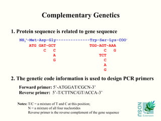 Complementary Genetics 1. Protein sequence is related to gene sequence  NH 3 + -Met-Asp-Gly--------------Trp-Ser-Lys-COO - ATG GAT-GCT  TGG-AGT-AAA C  C  C  G A  TCT G  C  A G 2. The genetic code information is used to design PCR primers Forward primer:  5’-ATGGAT/CGCN-3’ Reverse primer:  5’-T/CTTNC/GT/ACCA-3’ Notes:  T/C = a mixture of T and C at this position; N = a mixture of all four nucleotides Reverse primer is the reverse complement of the gene sequence 