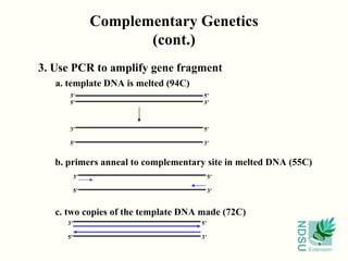 3. Use PCR to amplify gene fragment Complementary Genetics (cont.) a. template DNA is melted (94C) 3’  5’ 5’  3’ 3’  5’ 5’  3’ b. primers anneal to complementary site in melted DNA (55C) 3’  5’ 5’  3’ 3’  5’ 5’  3’ c. two copies of the template DNA made (72C) 