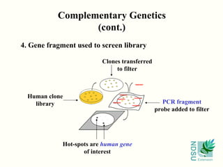 Complementary Genetics (cont.) 4. Gene fragment used to screen library Human clone library Clones transferred to filter PCR fragment probe added to filter Hot-spots are  human gene of interest 
