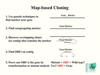 Map-based Cloning 1. Use genetic techniques to  find marker near gene Gene Marker 2. Find cosegregating marker Gene/Marker 3. Discover overlapping clones (or contig) that contains the marker Gene/Marker 4. Find ORFs on contig Gene/Marker 5. Prove one ORF is the gene by transformation or mutant analysis Mutant +  ORF  = Wild type? Yes?  ORF  = Gene 