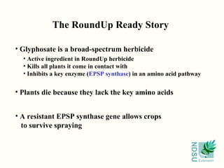The RoundUp Ready Story Glyphosate is a broad-spectrum herbicide Active ingredient in RoundUp herbicide  Kills all plants it come in contact with Inhibits a key enzyme ( EPSP synthase ) in an amino acid pathway Plants die because they lack the key amino acids A resistant EPSP synthase gene allows crops to survive spraying 