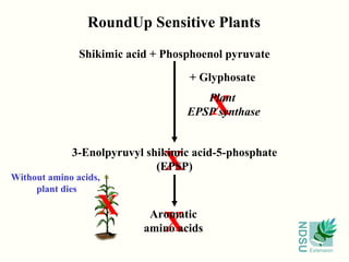 + Glyphosate X RoundUp Sensitive Plants X X Without amino acids,  plant dies X Shikimic acid + Phosphoenol pyruvate 3-Enolpyruvyl shikimic acid-5-phosphate (EPSP) Plant  EPSP synthase Aromatic amino acids 