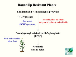 Bacterial EPSP synthase Shikimic acid + Phosphoenol pyruvate 3-enolpyruvyl shikimic acid-5-phosphate (EPSP) Aromatic amino acids RoundUp Resistant Plants + Glyphosate With amino acids,  plant lives RoundUp has no effect; enzyme is resistant to herbicide 
