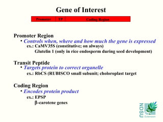 Gene of Interest Coding Region Encodes protein product ex.: EPSP  -carotene genes Promoter Region Controls when, where and how much the gene is expressed ex.: CaMV35S (constitutive; on always) Glutelin 1 (only in rice endosperm during seed development) Promoter Coding Region TP Transit Peptide Targets protein to correct organelle ex.: RbCS (RUBISCO small subunit; choloroplast target 
