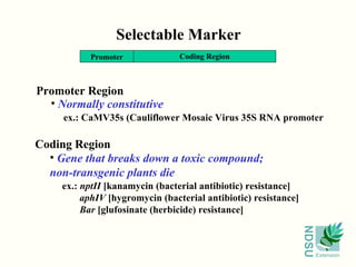 Selectable Marker Coding Region Gene that breaks down a toxic compound; non-transgenic plants die ex.:  nptII  [kanamycin (bacterial antibiotic) resistance] aphIV  [hygromycin (bacterial antibiotic) resistance]  Bar  [glufosinate (herbicide) resistance] Promoter Region Normally constitutive ex.: CaMV35s (Cauliflower Mosaic Virus 35S RNA promoter Promoter Coding Region 