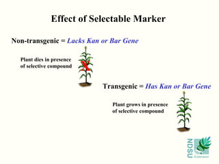 Effect of Selectable Marker Transgenic =  Has Kan or Bar Gene Non-transgenic =  Lacks Kan or Bar Gene X Plant grows in presence of selective compound Plant dies in presence of selective compound 