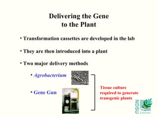 Transformation cassettes are developed in the lab They are then introduced into a plant Two major delivery methods Delivering the Gene to the Plant Agrobacterium Gene Gun Tissue culture required to generate transgenic plants 