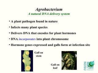 Agrobacterium A natural DNA delivery system A plant pathogen found in nature Hormone genes expressed and galls form at infection site Delivers DNA that encodes for plant hormones Infects many plant species DNA  incorporates  into plant chromosome Gall on stem Gall on leaf 