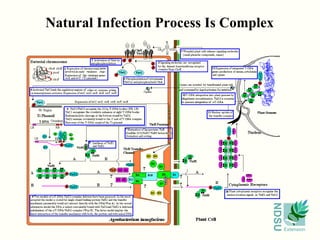 Natural Infection Process Is Complex 