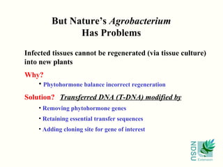 But Nature’s  Agrobacterium Has Problems Infected tissues cannot be regenerated (via tissue culture) into new plants Transferred DNA (T-DNA) modified by Removing phytohormone genes Retaining essential transfer sequences Adding cloning site for gene of interest Phytohormone balance incorrect regeneration Solution? Why? 
