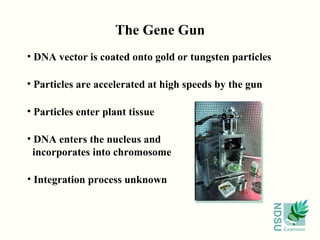 The Gene Gun DNA vector is coated onto gold or tungsten particles Particles are accelerated at high speeds by the gun Particles enter plant tissue DNA enters the nucleus and incorporates into chromosome Integration process unknown 