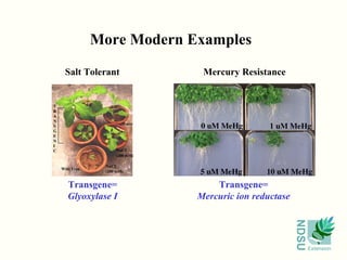More Modern Examples Transgene= Glyoxylase I Transgene= Mercuric ion reductase Salt Tolerant Mercury Resistance 