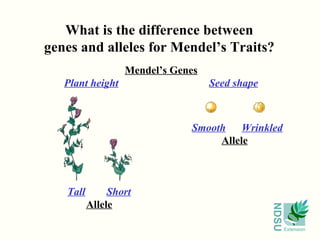 What is the difference between genes and alleles for Mendel’s Traits? Mendel’s Genes Plant height   Seed shape Tall   Short Allele Smooth   Wrinkled Allele   
