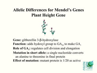 Allelic Differences for Mendel’s Genes Plant Height Gene Gene:  gibberellin 3-  -hydroxylase Function:  adds hydoxyl group to GA 20  to make GA 1 Role of GA 1 :  regulates cell division and elongation Mutation in short allele:  a single nucleotide converts an alanine to threonine in final protein Effect of mutation:  mutant protein is 1/20 as active  