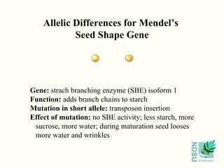 Gene:  strach branching enzyme (SBE) isoform 1 Function:  adds branch chains to starch Mutation in short allele:  transposon insertion Effect of mutation:  no SBE activity; less starch, more sucrose, more water; during maturation seed looses more water and wrinkles Allelic Differences for Mendel’s  Seed Shape Gene 
