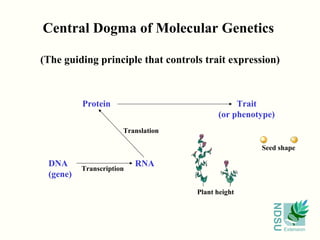Central Dogma of Molecular Genetics

(The guiding principle that controls trait expression)



          Protein                              Trait
                                          (or phenotype)
                      Translation

                                                    Seed shape

 DNA                      RNA
          Transcription
 (gene)
                                    Plant height




                                                       NDSU
                                                              Extension
 
