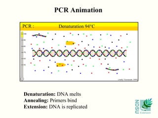PCR Animation




Denaturation: DNA melts
Annealing: Primers bind




                               NDSU
Extension: DNA is replicated
                                      Extension
 