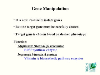 Gene Manipulation

• It is now routine to isolate genes

• But the target gene must be carefully chosen

• Target gene is chosen based on desired phenotype

Function:
  Glyphosate (RoundUp) resistance
       EPSP synthase enzyme
  Increased Vitamin A content
       Vitamin A biosynthetic pathway enzymes




                                                 NDSU
                                                        Extension
 