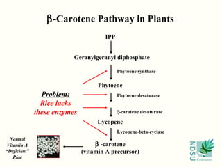 β-Carotene Pathway in Plants
                                      IPP


                          Geranylgeranyl diphosphate

                                            Phytoene synthase

                                    Phytoene
                Problem:                    Phytoene desaturase
                Rice lacks
              these enzymes                 ξ-carotene desaturase

                                   Lycopene
                                            Lycopene-beta-cyclase
  Normal
                                   β -carotene




                                                                    NDSU
 Vitamin A
“Deficient”                   (vitamin A precursor)
    Rice                                                                   Extension
 