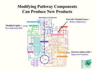 Modifying Pathway Components
              Can Produce New Products
                                   Turn On Vitamin Genes =
                                      Relieve Deficiency
Modified Lipids =
New Industrial Oils




                                        Increase amino acids =
                                        Improved Nutrition




                                                  NDSU
                                                         Extension
 