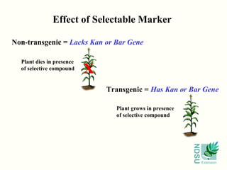 Effect of Selectable Marker

Non-transgenic = Lacks Kan or Bar Gene

  Plant dies in presence
  of selective compound
                           X
                               Transgenic = Has Kan or Bar Gene

                                 Plant grows in presence
                                 of selective compound




                                                           NDSU
                                                                  Extension
 