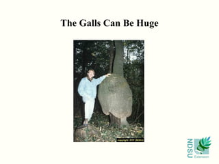 The Galls Can Be Huge




                        NDSU
                               Extension
 