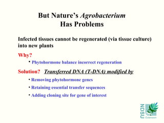 But Nature’s Agrobacterium
               Has Problems
Infected tissues cannot be regenerated (via tissue culture)
into new plants
Why?
   • Phytohormone balance incorrect regeneration
Solution? Transferred DNA (T-DNA) modified by
    • Removing phytohormone genes
    • Retaining essential transfer sequences
    • Adding cloning site for gene of interest




                                                     NDSU
                                                            Extension
 