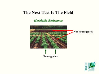 The Next Test Is The Field
     Herbicide Resistance


                             Non-transgenics




           Transgenics




                                     NDSU
                                            Extension
 