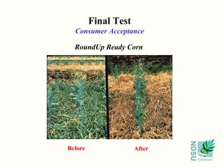 Final Test
  Consumer Acceptance

  RoundUp Ready Corn




                              NDSU
Before                After
                                     Extension
 