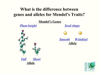 What is the difference between
genes and alleles for Mendel’s Traits?
                  Mendel’s Genes
   Plant height                    Seed shape



                              Smooth Wrinkled
                                   Allele



   Tall        Short
          Allele




                                                NDSU
                                                       Extension
 