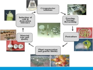 TECHNIQUES-OF-GERMPLASM-CONSERVATION.pdf