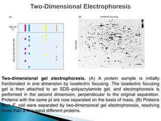 Two-dimensional gel electrophoresis. (A) A protein sample is initially
fractionated in one dimension by isoelectric focusing .The isoelectric focusing
gel is then attached to an SDS–polyacrylamide gel, and electrophoresis is
performed in the second dimension, perpendicular to the original separation.
Proteins with the same pI are now separated on the basis of mass. (B) Proteins
from E. coli were separated by two-dimensional gel electrophoresis, resolving
more than a thousand different proteins.
 