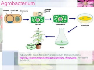 Agrobacterium

iGEM 2010; Team Nevada/Agrobacterium Transformations;
http://2010.igem.org/wiki/images/d/d0/Agro_theory.png; Accessed
1-3-2014.

 