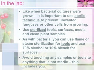 In the lab:
• Like when bacterial cultures were
grown – it is important to use sterile
technique to prevent unwanted
funguses or other cells from growing.
• Use sterilized tools, surfaces, media
and clean plant samples.
• As with bacteria, you can use flame or
steam sterilization for tools and use
70% alcohol or 10% bleach for
surfaces.
• Avoid touching any samples or tools to
anything that is not sterile – this
includes you.

 