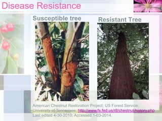 Disease Resistance
Susceptible tree

Resistant Tree

American Chestnut Restoration Project; US Forest Service;
University of Tennessee; http://www.fs.fed.us/r8/chestnut/history.php;
Last edited 4-30-2010; Accessed 1-03-2014.

 