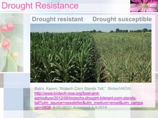 Drought Resistance
Drought resistant

Drought susceptible

Batra, Karen; “Biotech Corn Stands Tall;” BiotechNOW;
http://www.biotech-now.org/food-andagriculture/2012/08/biotechs-drought-tolerant-corn-standstall?utm_source=newsletter&utm_medium=email&utm_campa
ign=0808; 8-02-2012; Accessed 1-3-2014

 