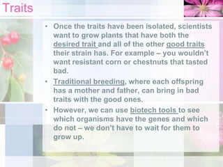 Traits
• Once the traits have been isolated, scientists
want to grow plants that have both the
desired trait and all of the other good traits
their strain has. For example – you wouldn’t
want resistant corn or chestnuts that tasted
bad.
• Traditional breeding, where each offspring
has a mother and father, can bring in bad
traits with the good ones.
• However, we can use biotech tools to see
which organisms have the genes and which
do not – we don’t have to wait for them to
grow up.

 