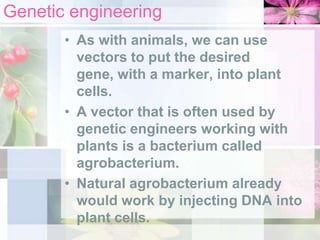 Genetic engineering
• As with animals, we can use
vectors to put the desired
gene, with a marker, into plant
cells.
• A vector that is often used by
genetic engineers working with
plants is a bacterium called
agrobacterium.
• Natural agrobacterium already
would work by injecting DNA into
plant cells.

 