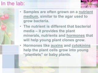 In the lab:
• Samples are often grown on a nutrient
medium, similar to the agar used to
grow bacteria.
• The nutrient is different that bacterial
media – it provides the plant
minerals, nutrients and hormones that
will help young plant clones grow.
• Hormones like auxins and cytokinins
help the plant cells grow into young
“plantlets” or baby plants.

 