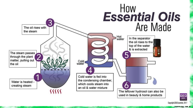 Techniques for extraction of essential oils | PPTX | Gardening | Home ...
