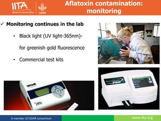 Techniques for mitigating aflatoxin-producing fungi | PDF