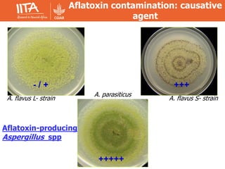 Techniques for mitigating aflatoxin-producing fungi | PDF