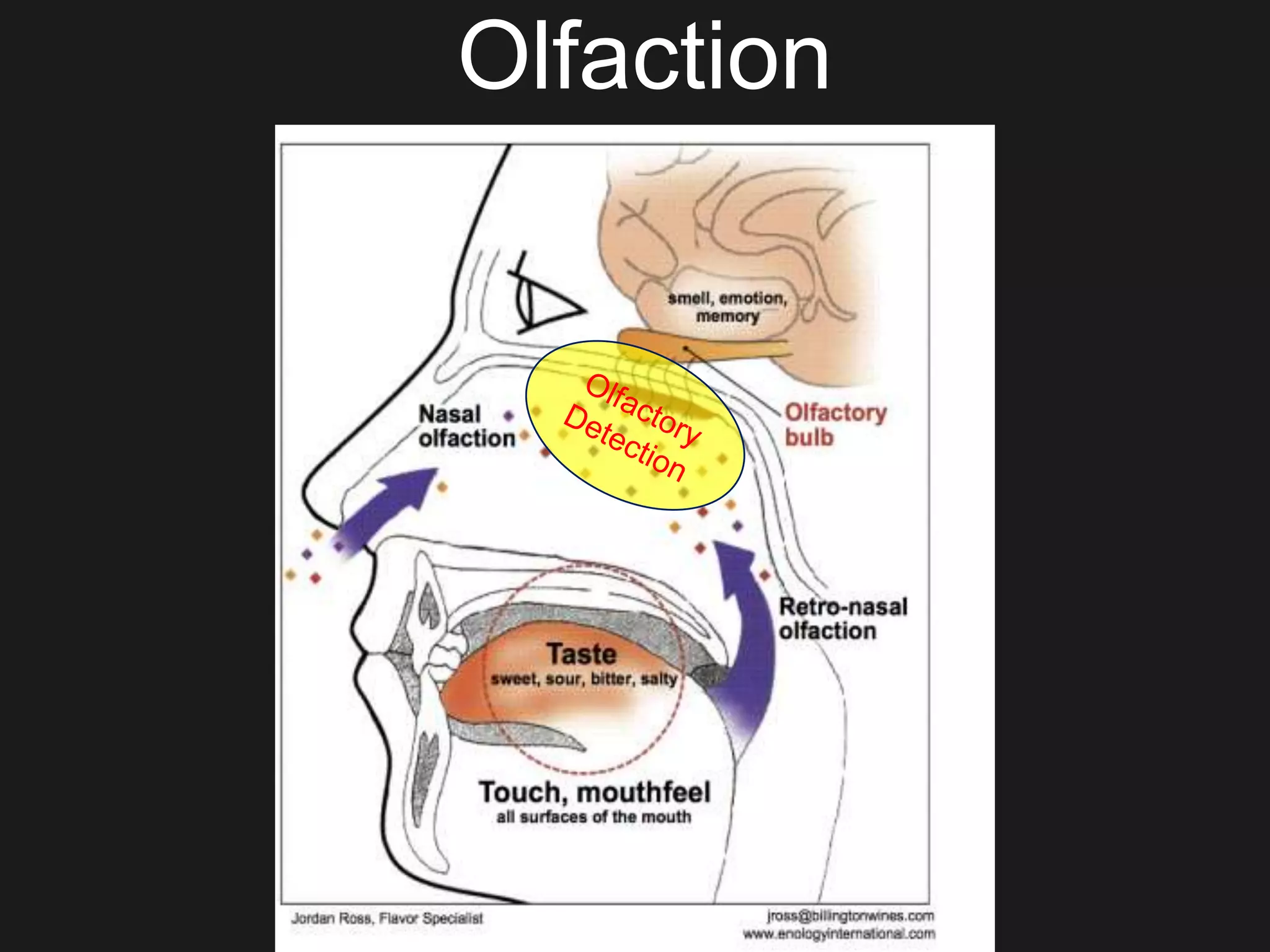 Olfaction
 