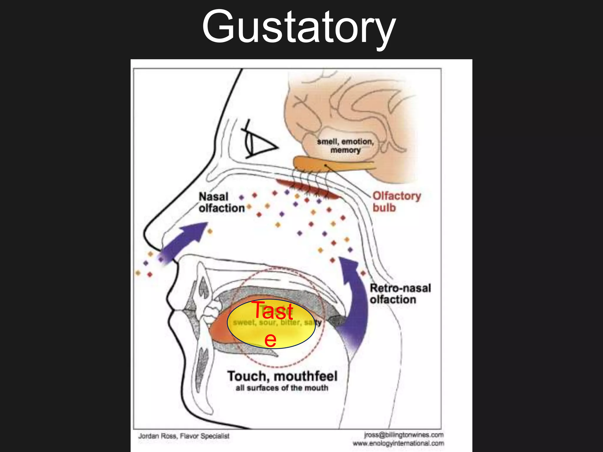 Gustatory
 