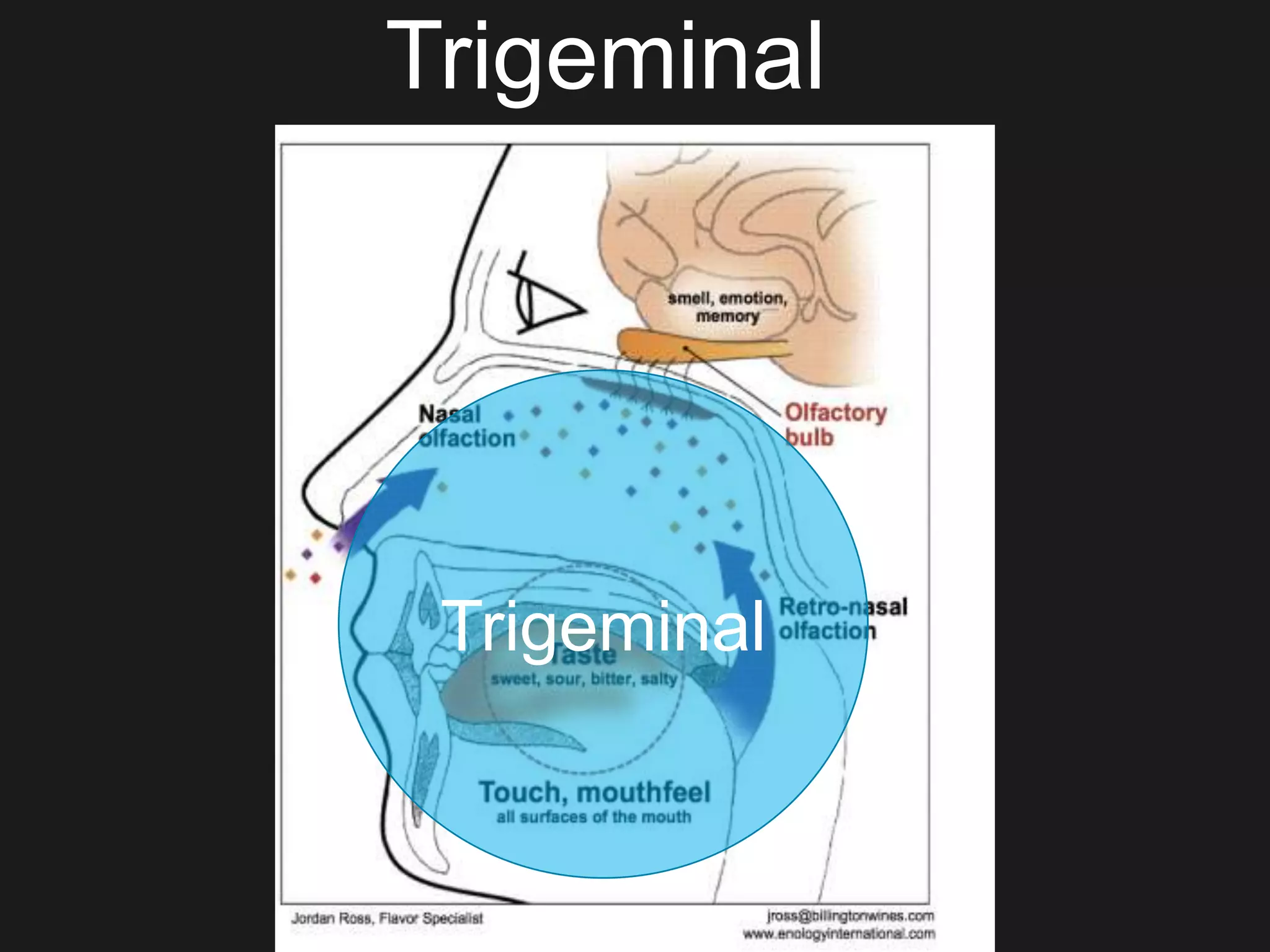 Trigeminal
Trigeminal
 