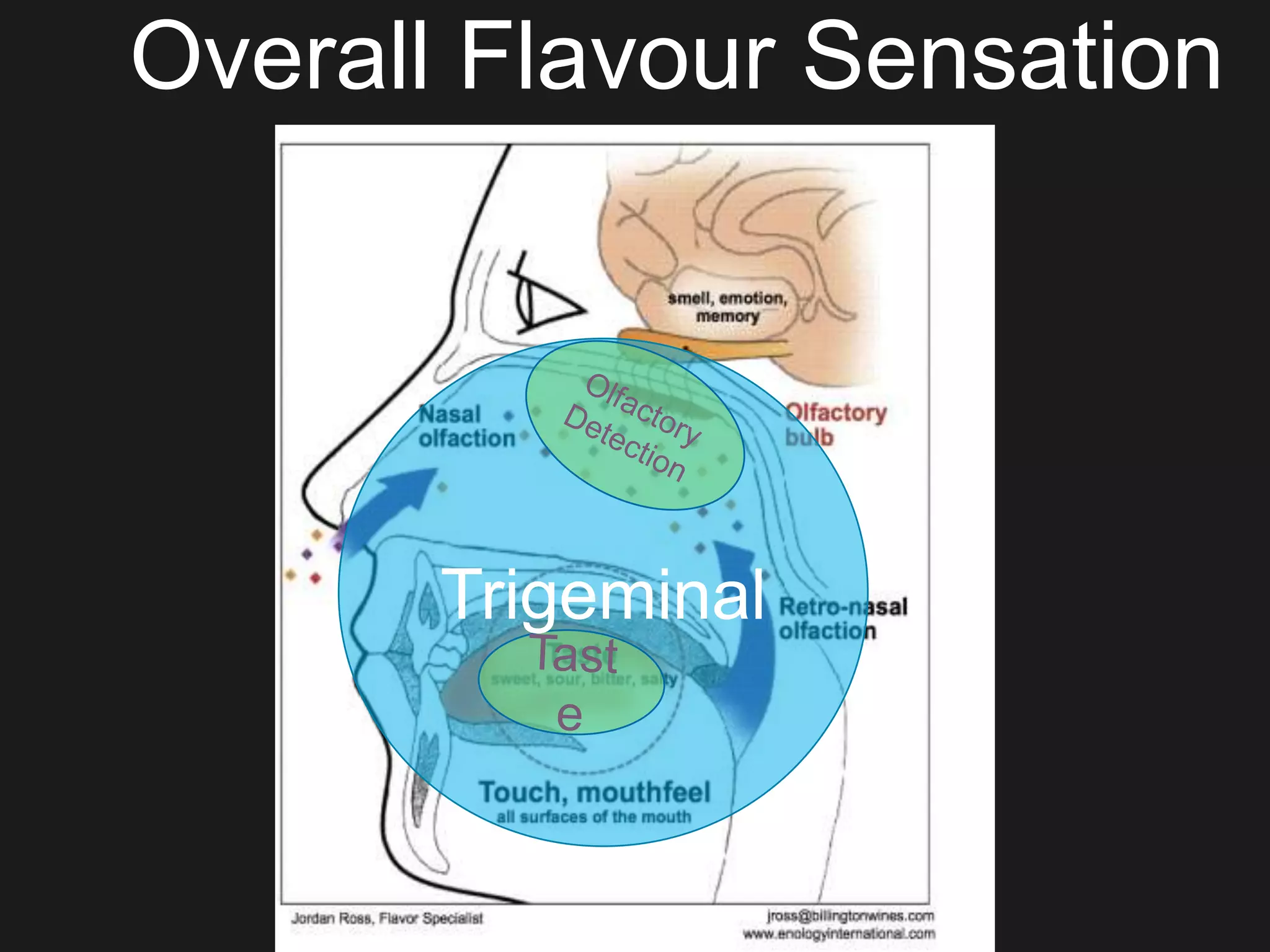 Overall Flavour Sensation
Trigeminal
 