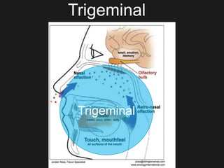Trigeminal
Trigeminal
 