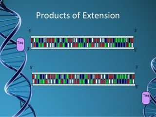 Techniques in genetic engineering